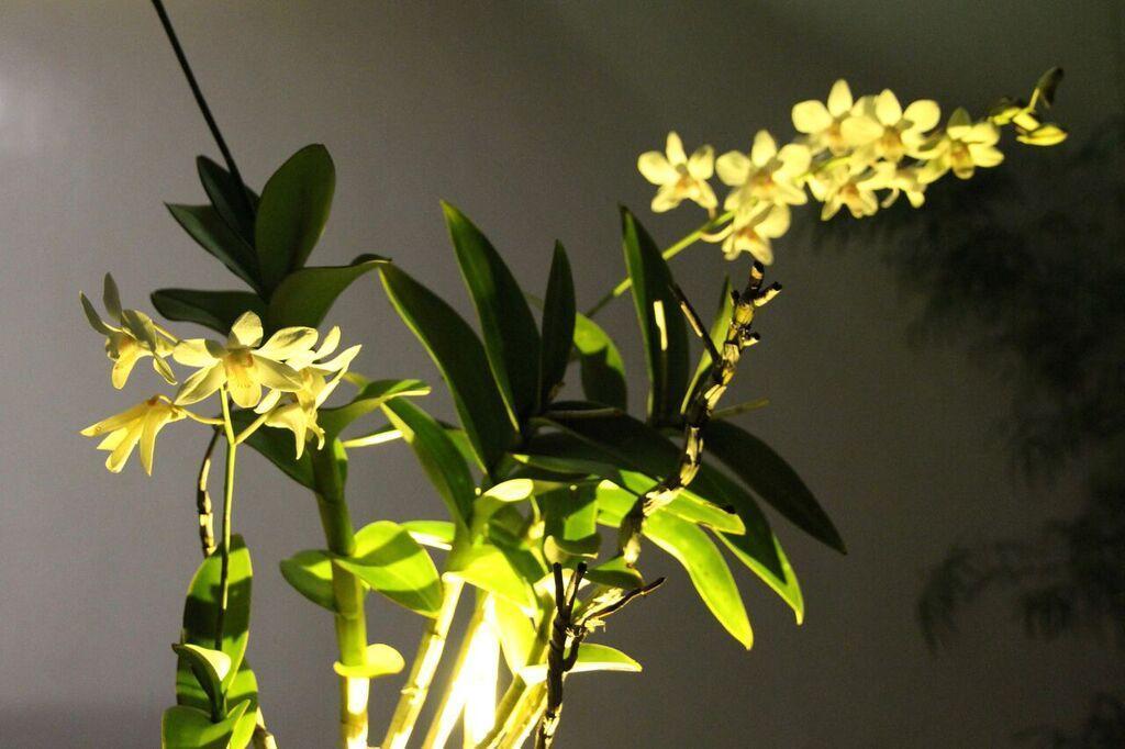Orchid Lagan Place Palawan Puerto Princesa Dış mekan fotoğraf